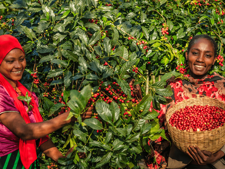 Two women picking ripe red coffee cherries from a laden coffee tree, one holding a woven basket filled with cherries
