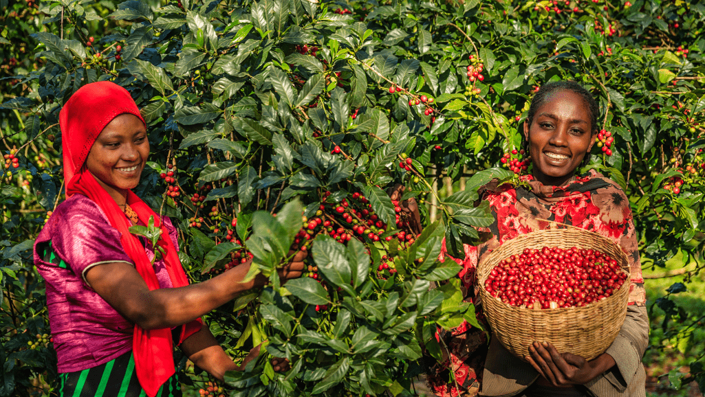 Two women picking ripe red coffee cherries from a laden coffee tree, one holding a woven basket filled with cherries