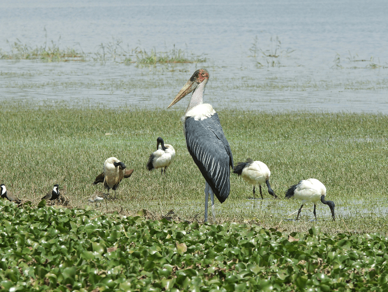 Lake Ziway and Lake Langano in the Rift Valley