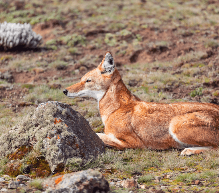 An Ethiopian wolf lying on Afroalpine moorland beside a lichen-covered rock, rufous coat with a white throat and chest and a black-tipped tail