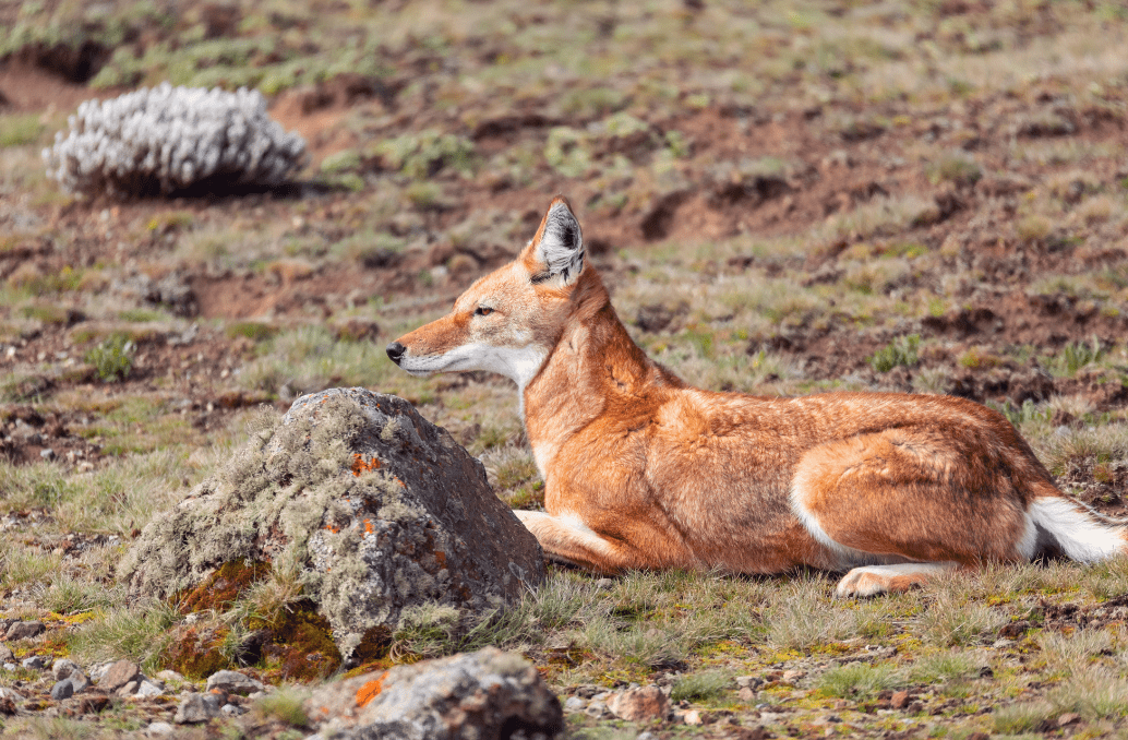 An Ethiopian wolf lying on Afroalpine moorland beside a lichen-covered rock, rufous coat with a white throat and chest and a black-tipped tail