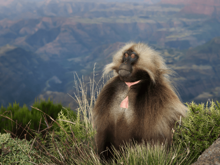 A male gelada sitting in tussock grass on a clifftop, with the Simien Mountains escarpment behind