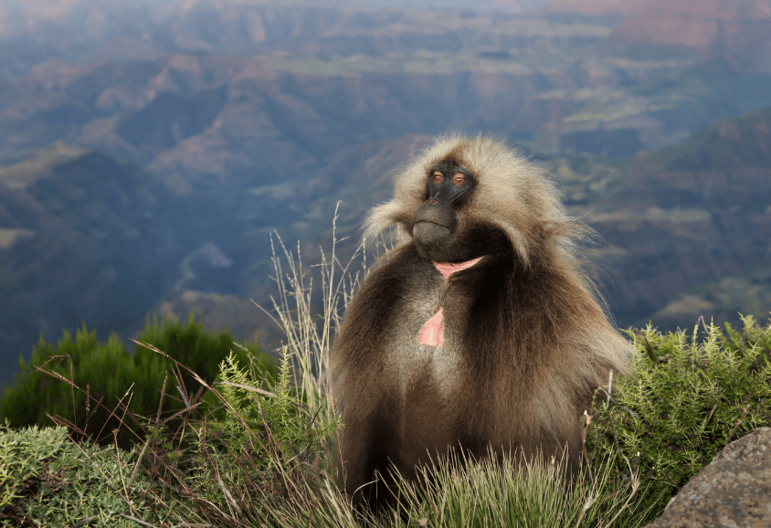 A male gelada sitting in tussock grass on a clifftop, with the Simien Mountains escarpment behind