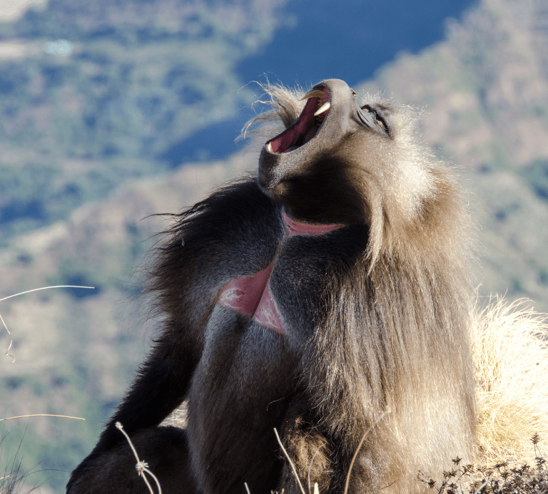 Simien Mountains National Park — Ethiopia travel guide