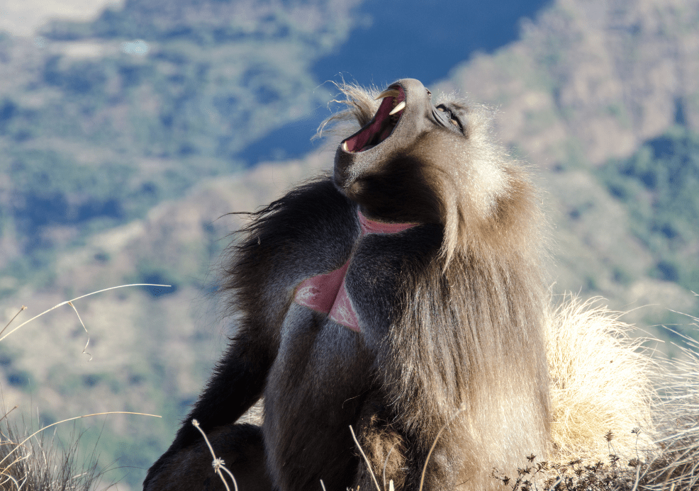 A gelada monkey grazing on grassland in the Ethiopian highlands, showing the red chest patch that gives it the name bleeding-heart monkey