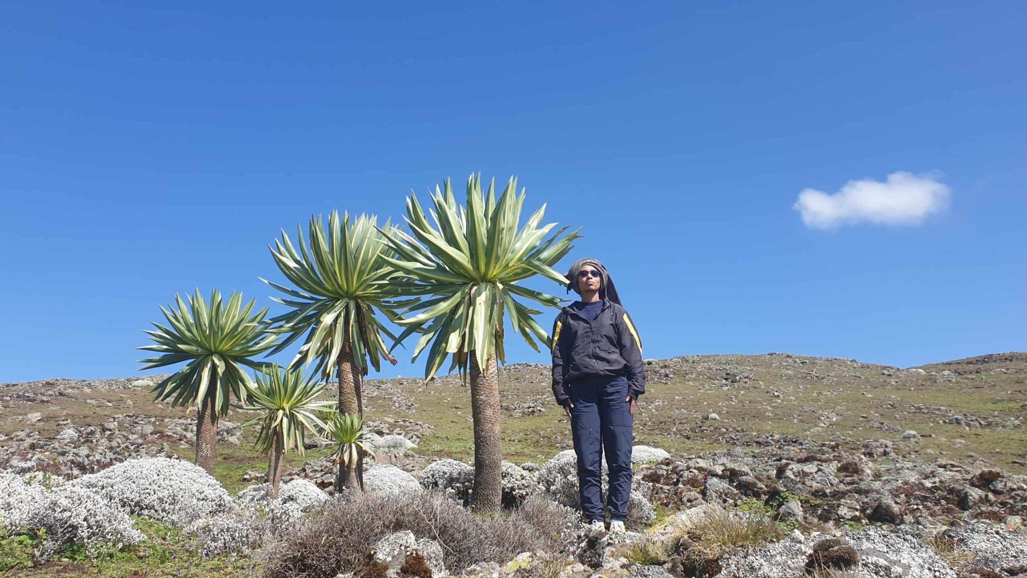 Hiking trail in Bale Mountains National Park, Ethiopia, with open highland moorland and distant ridges