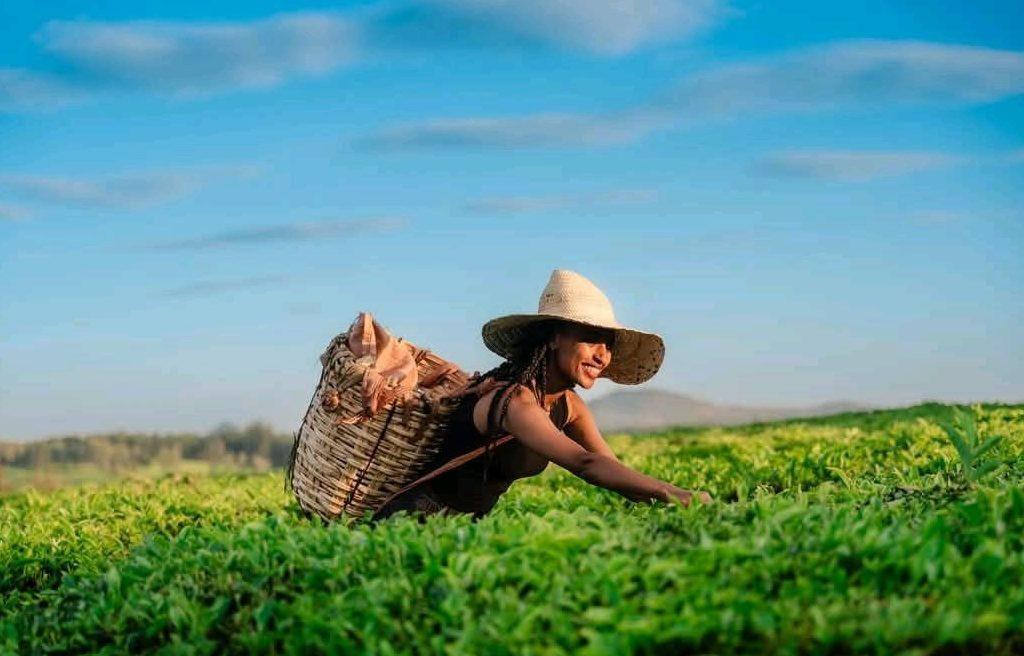 A local Ethiopian farmer harvests ripe red coffee cherries by hand in the lush highlands of Sidama, Ethiopia. This traditional method preserves the quality and flavor of the beans, a key reason why Ethiopian coffee is considered among the best in the world.