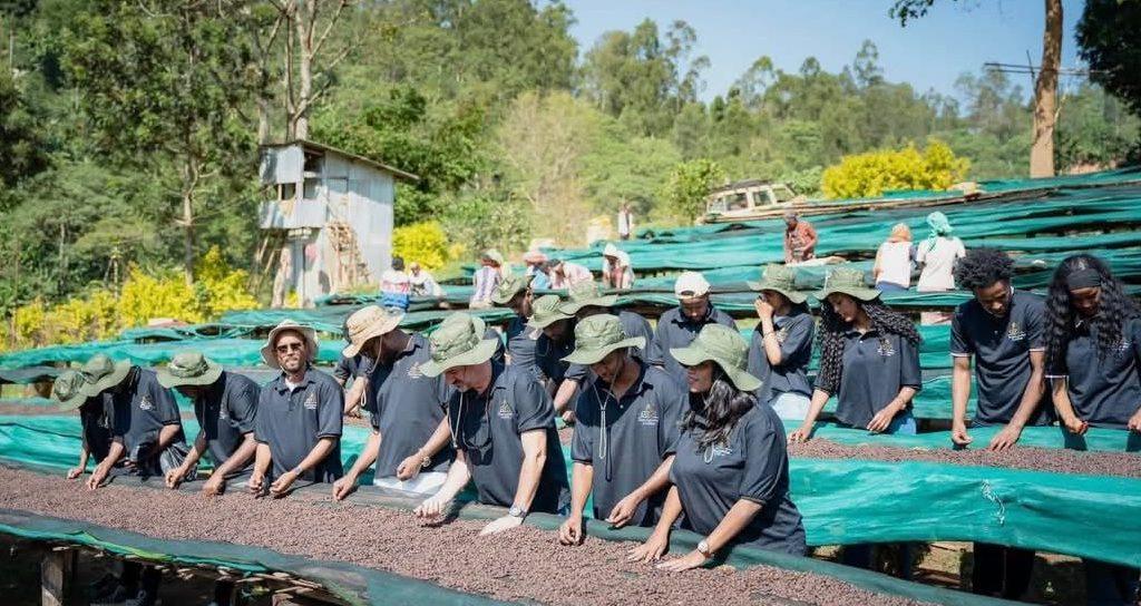 Guests participating in hand-peeling coffee cherries at a traditional Ethiopian coffee farm, learning about local coffee cultivation practices.