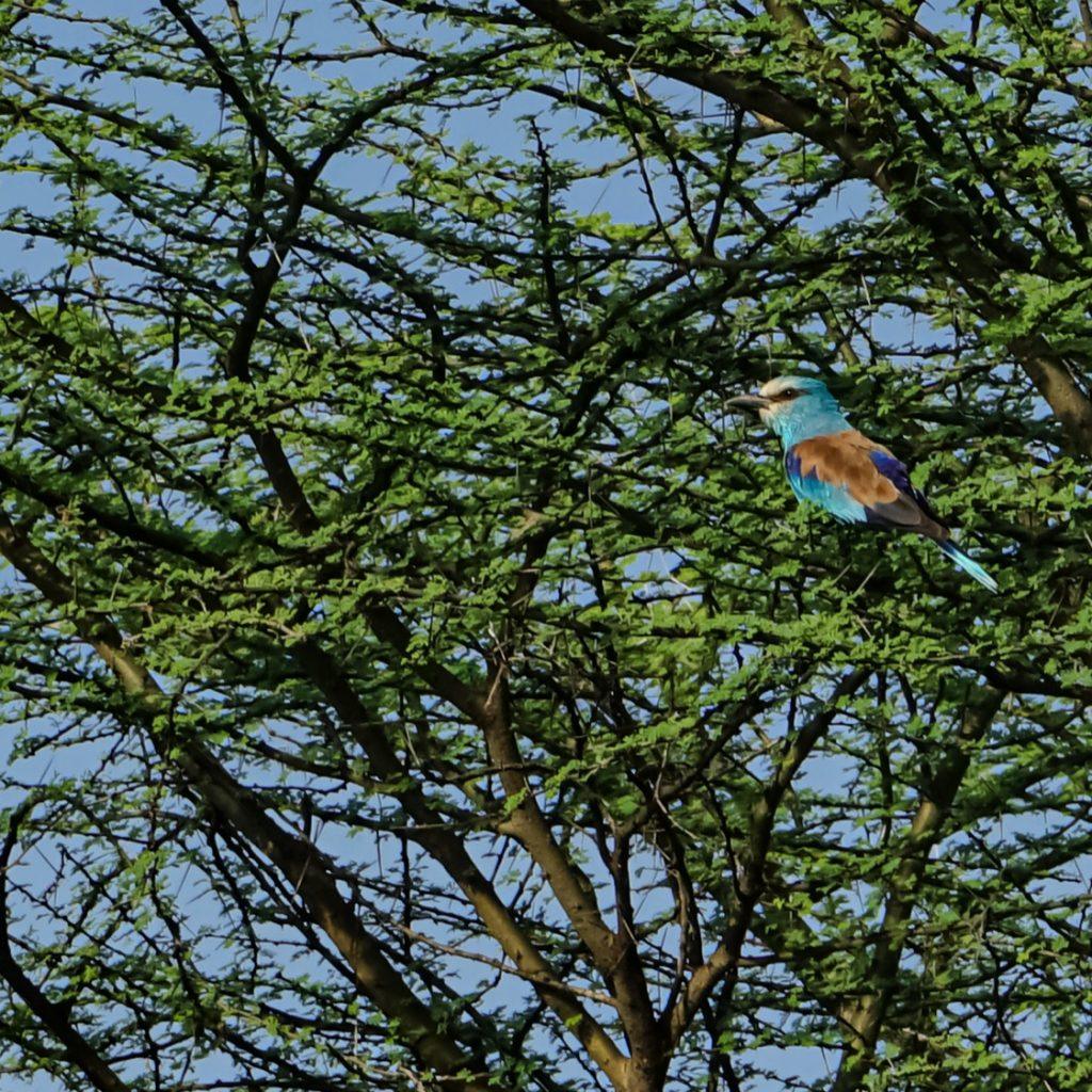 A roller perched deep inside a flat-topped acacia at Awash National Park, turquoise head and underparts, rufous back and dark blue wing, seen against green foliage and blue sky