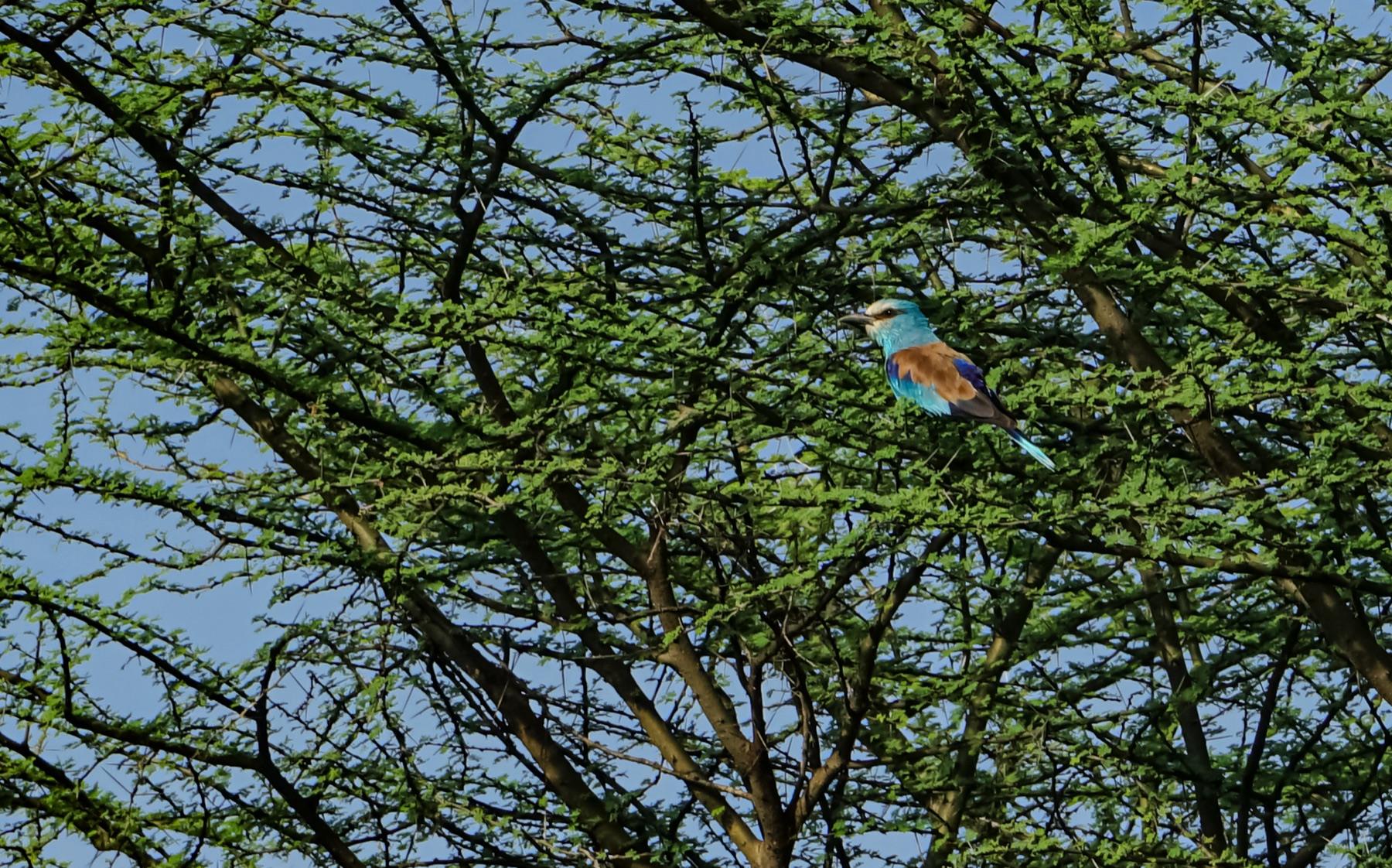 A roller perched deep inside a flat-topped acacia at Awash National Park, turquoise head and underparts, rufous back and dark blue wing, seen against green foliage and blue sky