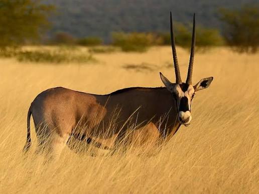 Awash National Park — Ethiopia travel guide