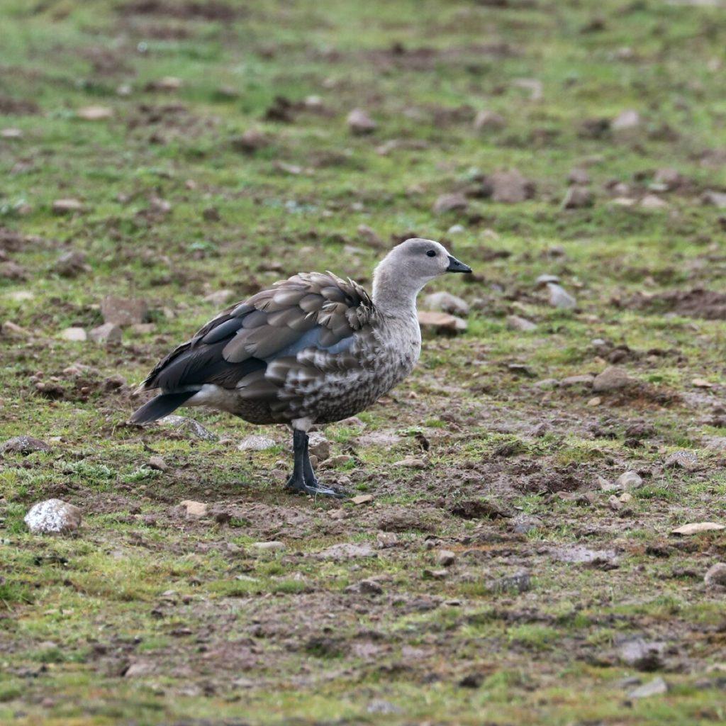 A blue-winged goose walking across stony short grass in the Bale Mountains, grey-brown body, pale head and a dark bill