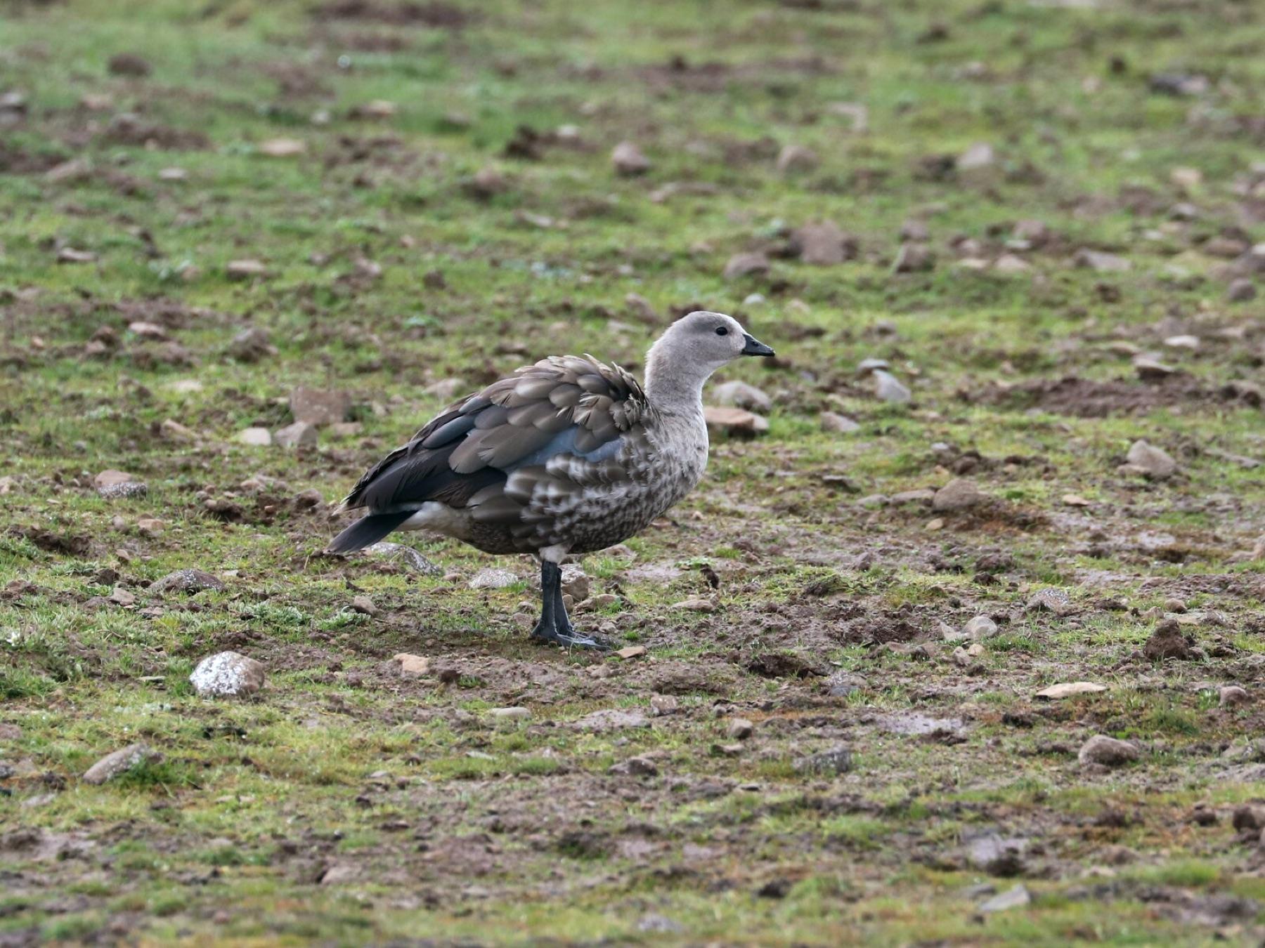 A blue-winged goose walking across stony short grass in the Bale Mountains, grey-brown body, pale grey head and neck, with a blue-grey panel showing on the folded wing