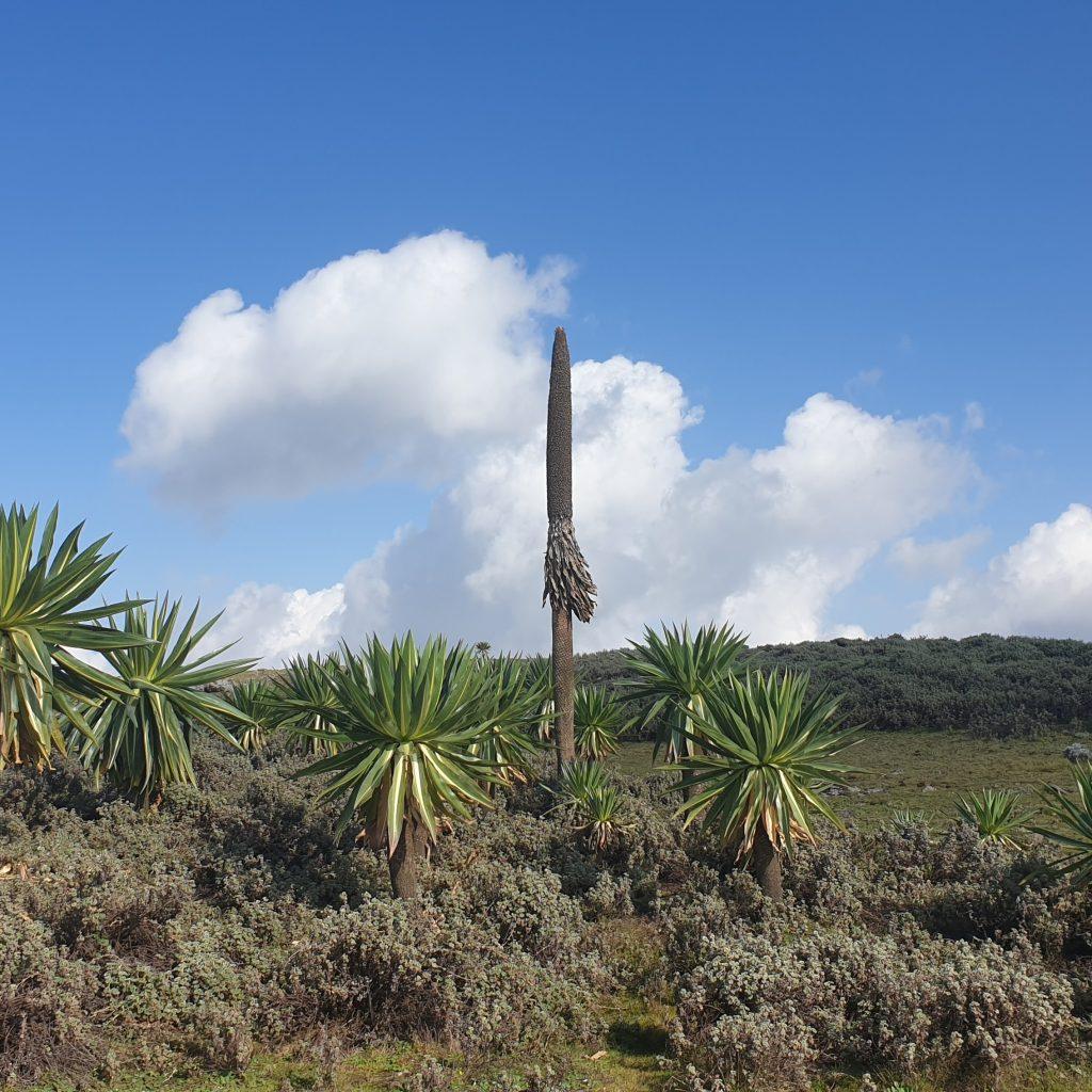 Giant lobelia on the Sanetti Plateau in Bale Mountains National Park