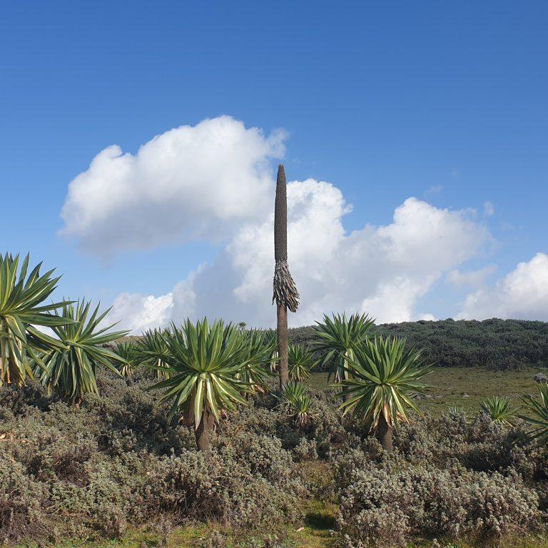 Bale Mountains National Park — Ethiopia travel guide