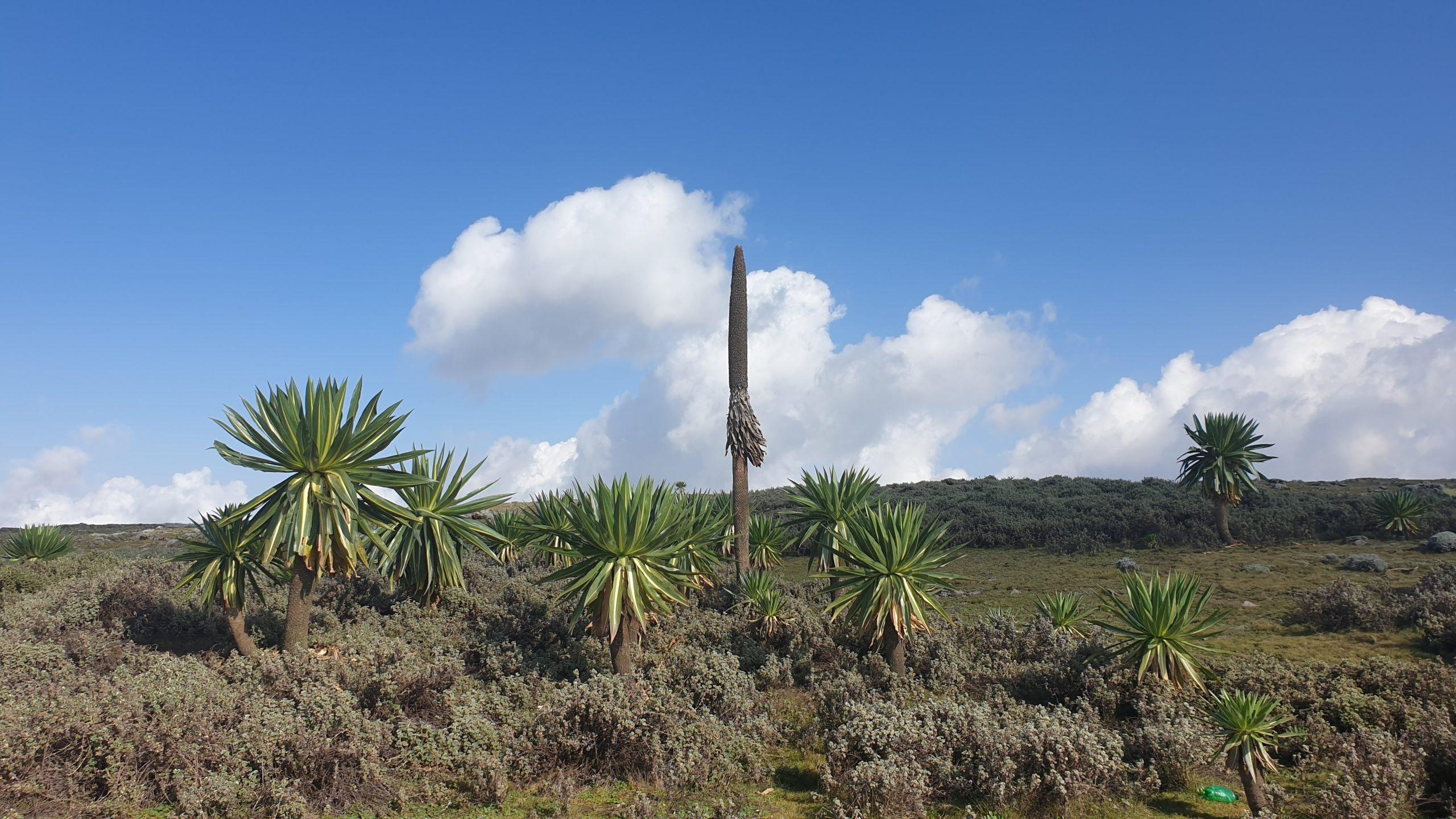 Giant lobelia on the Sanetti Plateau in Bale Mountains National Park