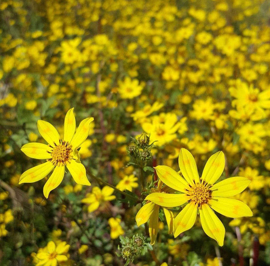 A hillside covered in yellow Meskel daisies in full flower, the small star-shaped blooms filling the frame above green foliage