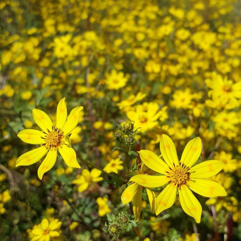 A hillside covered in yellow Meskel daisies in full flower, the small star-shaped blooms filling the frame above green foliage