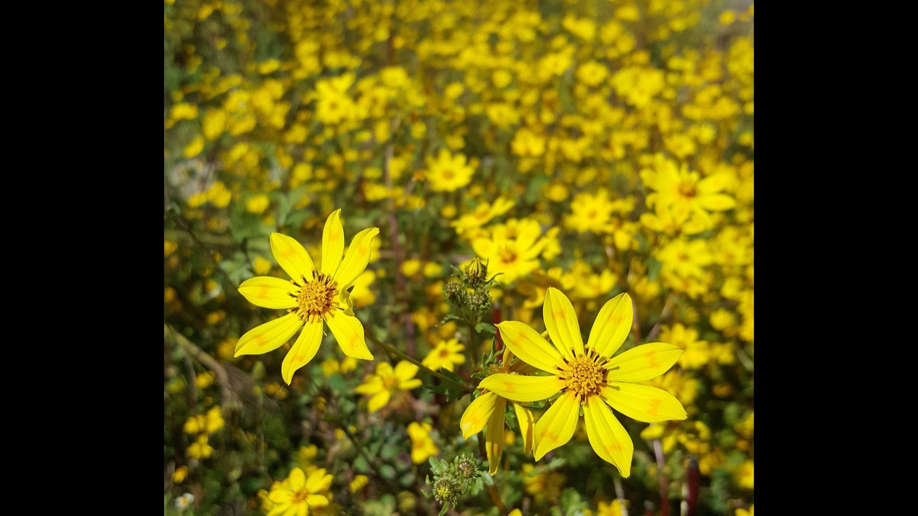 A hillside covered in yellow Meskel daisies in full flower, the small star-shaped blooms filling the frame above green foliage