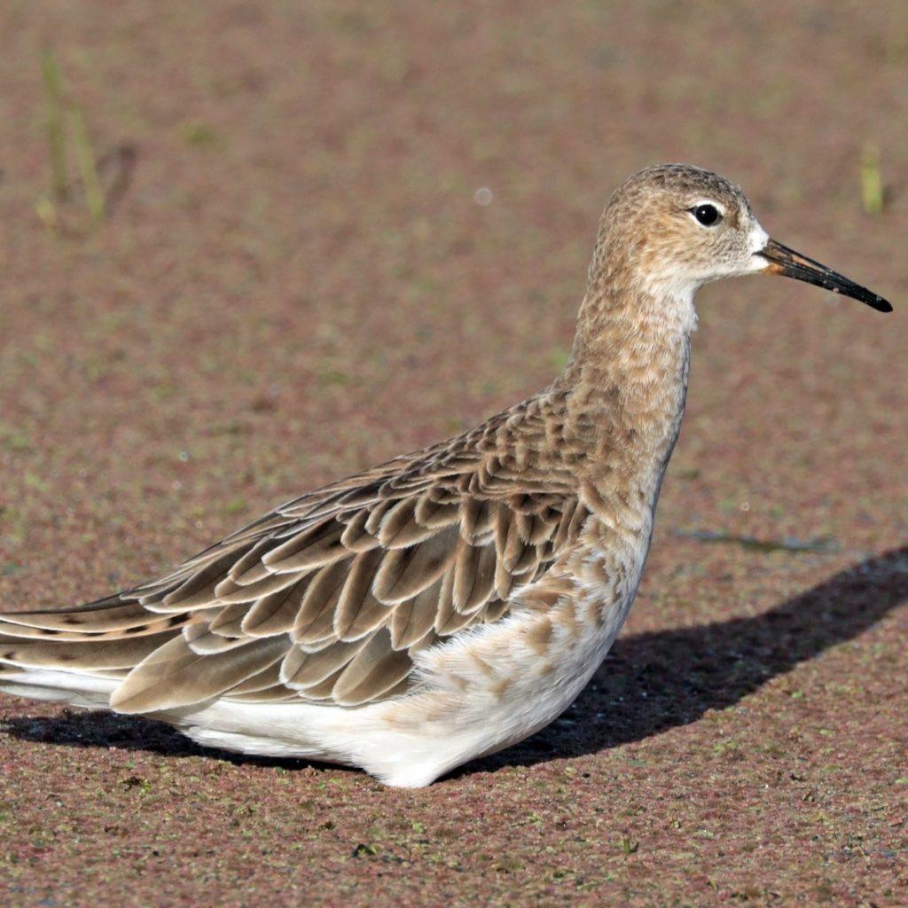 A ruff in plain non-breeding plumage crouched on wet reddish mud at the edge of Lake Ziway, scanning for food