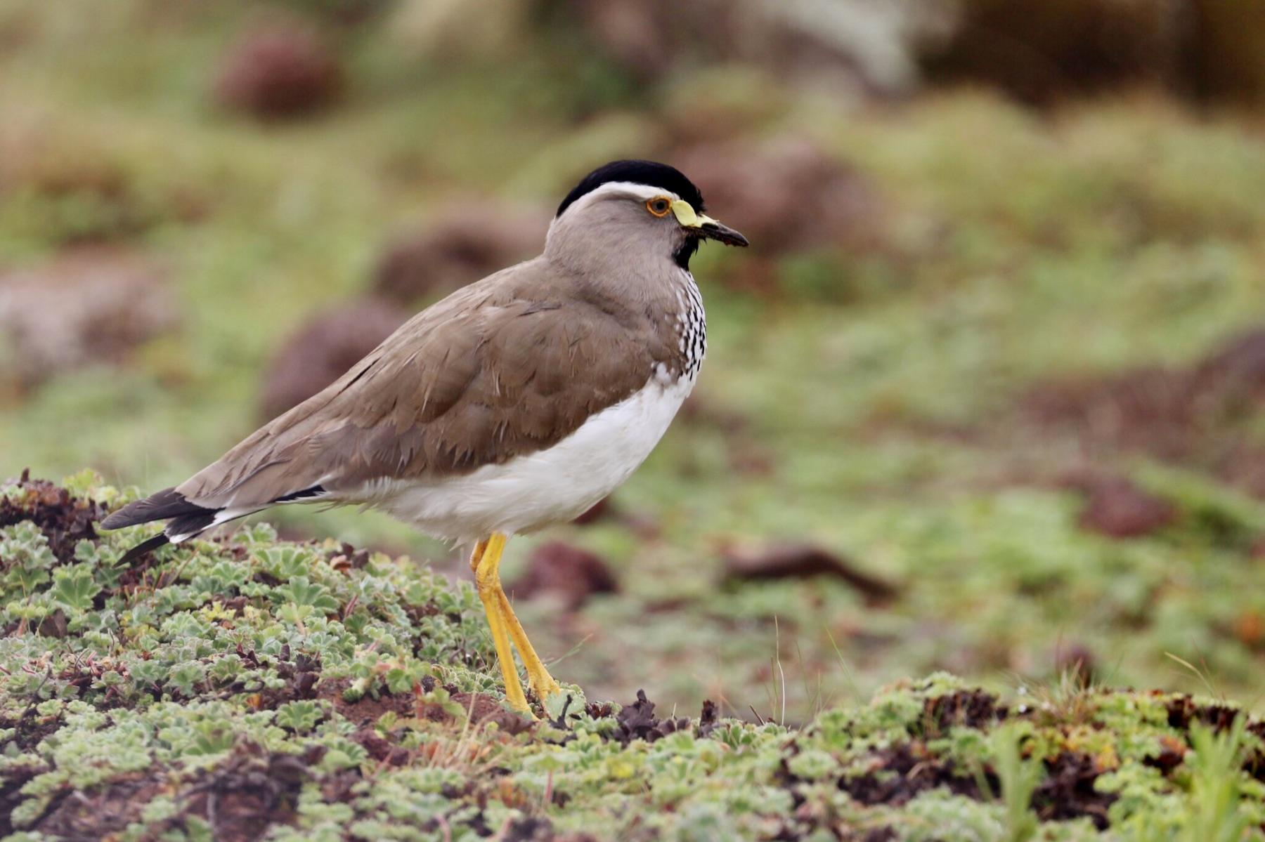 A spot-breasted lapwing standing on low green cushion plants in the Bale Mountains, black cap and white brow, orange eye-ring and yellow face wattle, black spotting down the side of the breast and bright yellow legs