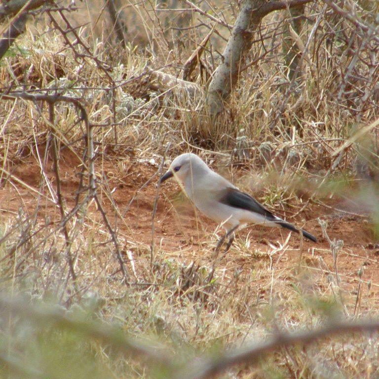 A Stresemann's bush-crow on bare red earth among dry grass and thorn scrub, pale grey body with black wings and tail and a small patch of blue bare skin around the eye