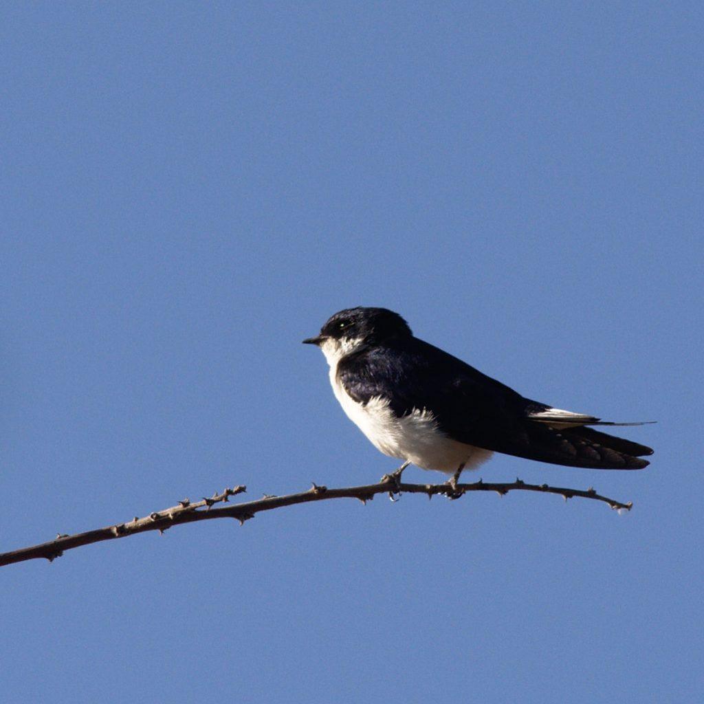 A white-tailed swallow perched on a thorny branch against plain blue sky at Mega, glossy blue-black above and clean white below, with white showing in the outer tail feathers