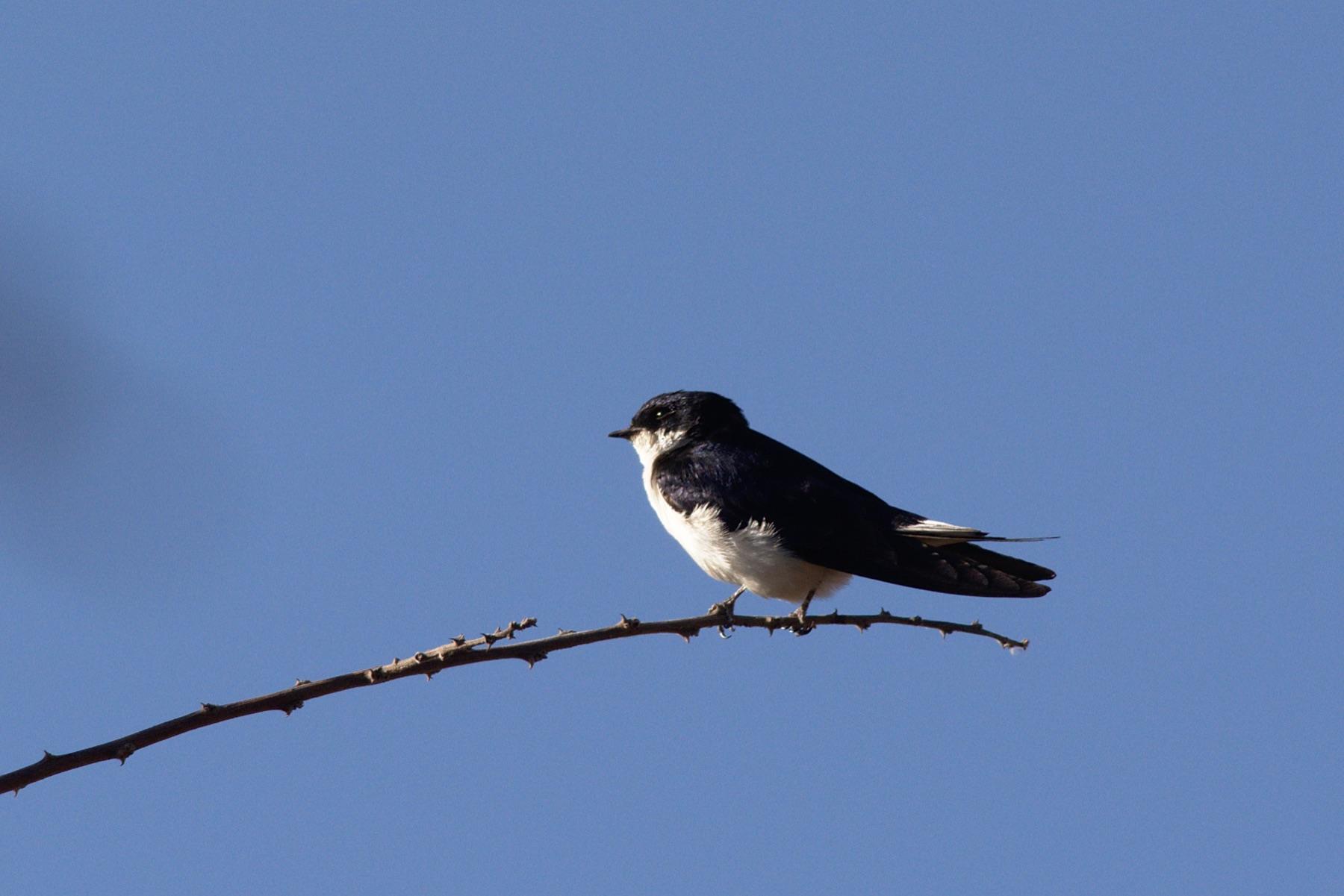 A white-tailed swallow perched on a thorny branch against plain blue sky at Mega, glossy blue-black above and clean white below, with white showing in the outer tail feathers