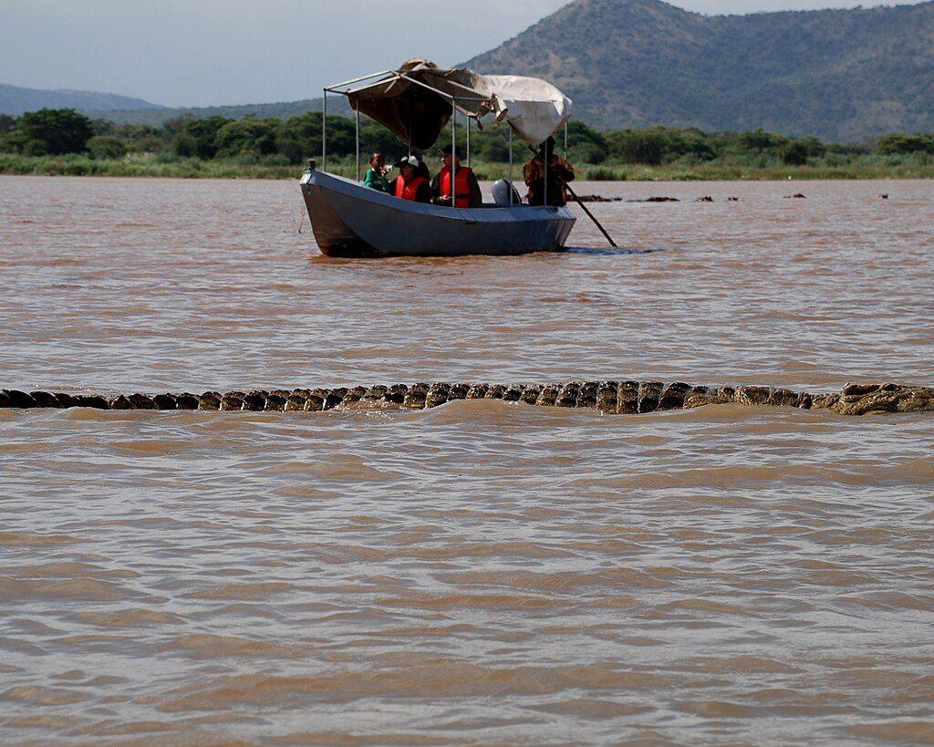 A long Nile crocodile swimming at the surface of the brown water of Lake Chamo, with a small canopied tourist boat of people in orange life jackets behind it and green hills beyond