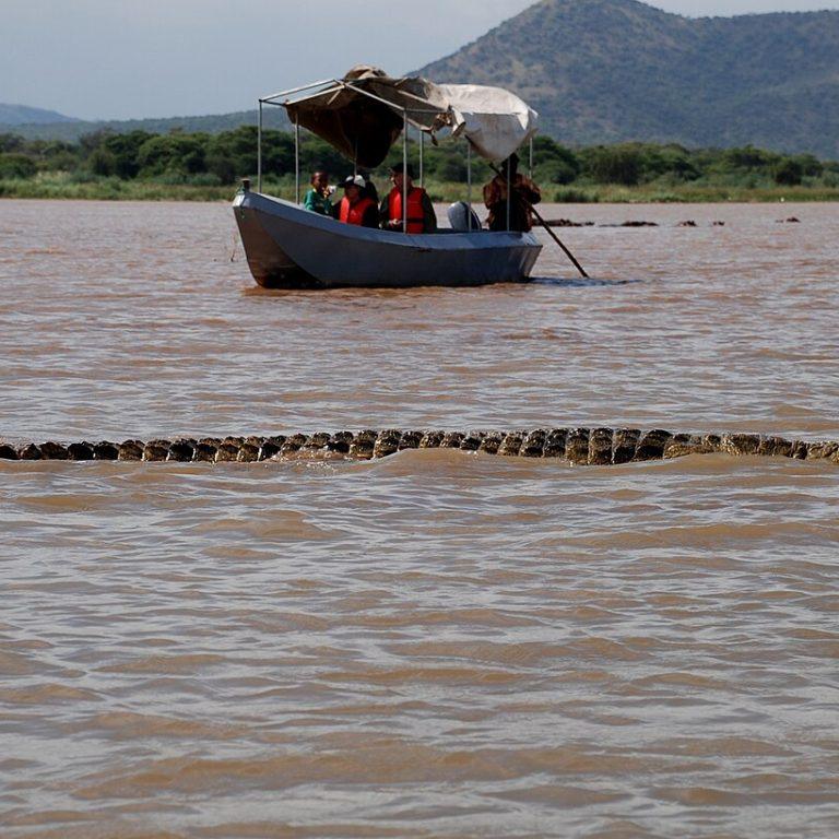 A long Nile crocodile swimming at the surface of the brown water of Lake Chamo, with a small canopied tourist boat of people in orange life jackets behind it and green hills beyond