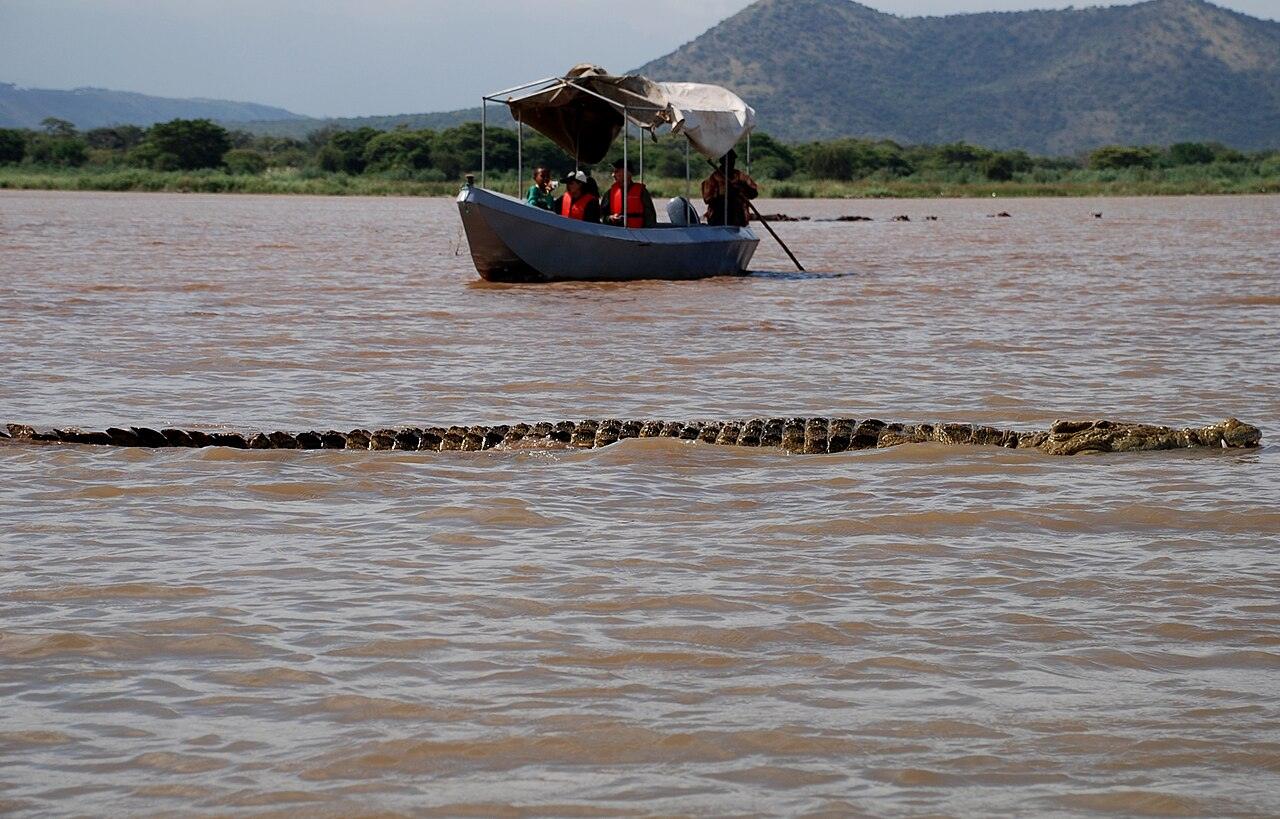 A long Nile crocodile swimming at the surface of the brown water of Lake Chamo, with a small canopied tourist boat of people in orange life jackets behind it and green hills beyond