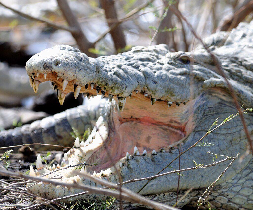 Close-up of a large Nile crocodile resting on the shore among dry twigs with its jaws wide open, showing its teeth and pale pink mouth