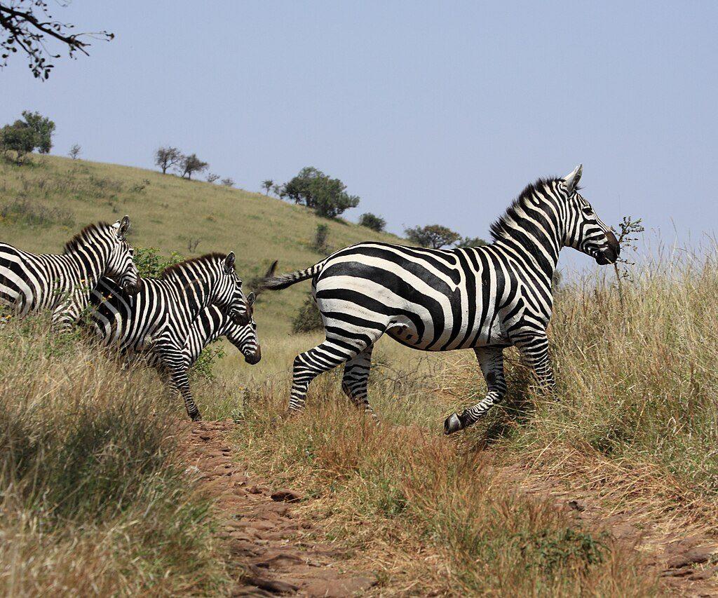 Four plains zebra crossing a rough rocky dirt track through tall dry grass on a hillside with scattered acacia trees under a pale blue sky
