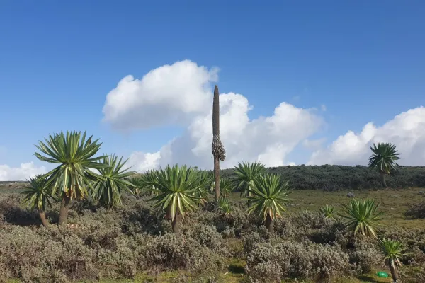Giant lobelias on the Afro-alpine moorland of the Bale Mountains