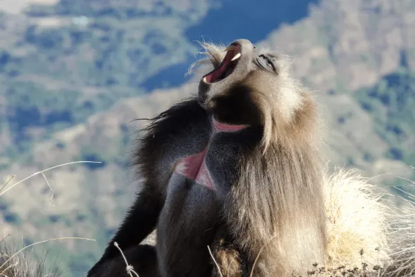 Gelada baboons on the Simien Mountains escarpment