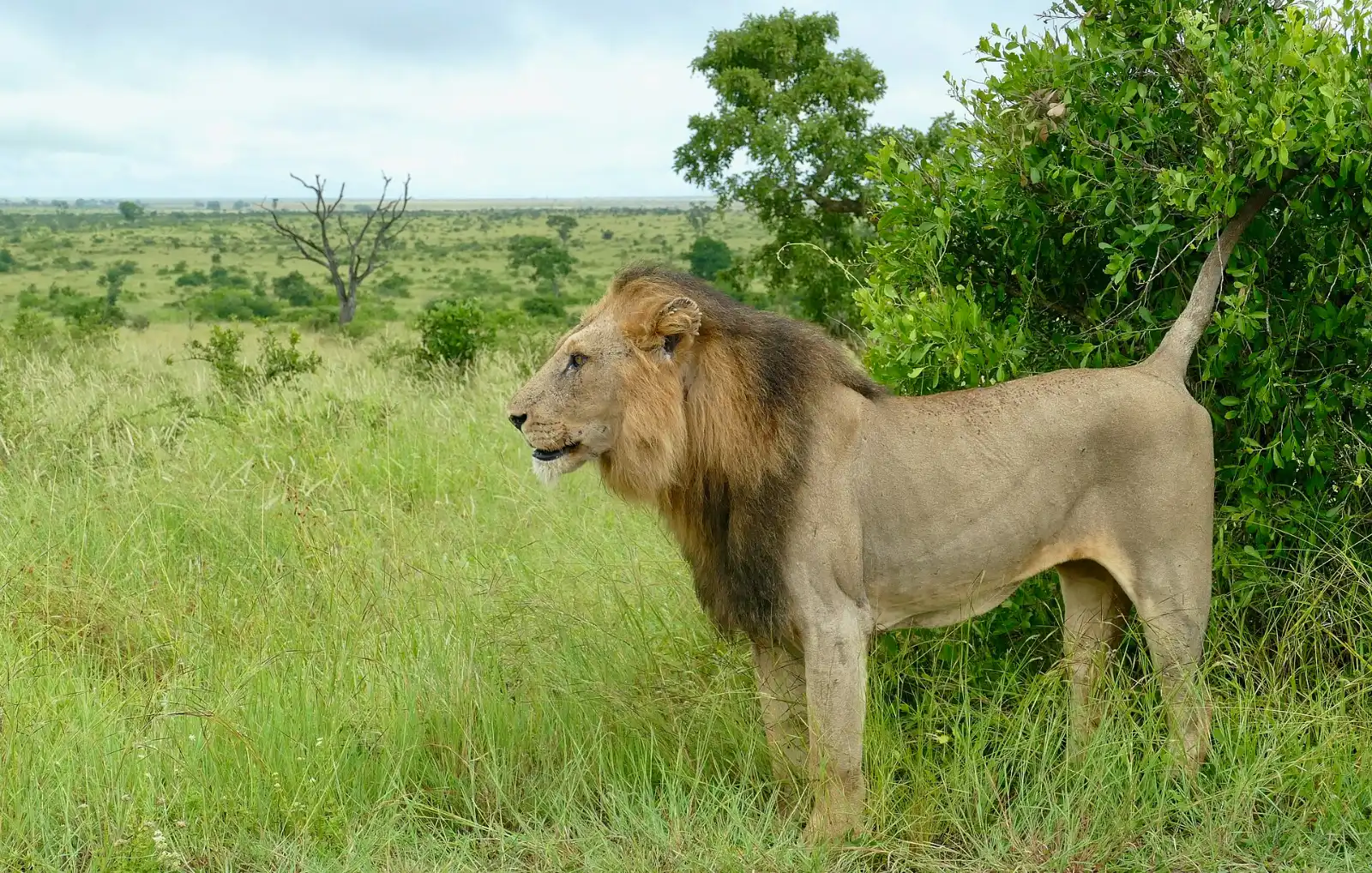 African lion, one of the large predators protected in Alatish National Park