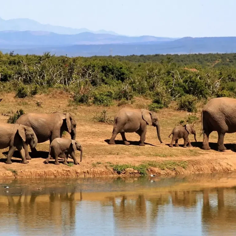 Babile Elephant Sanctuary, Ethiopia