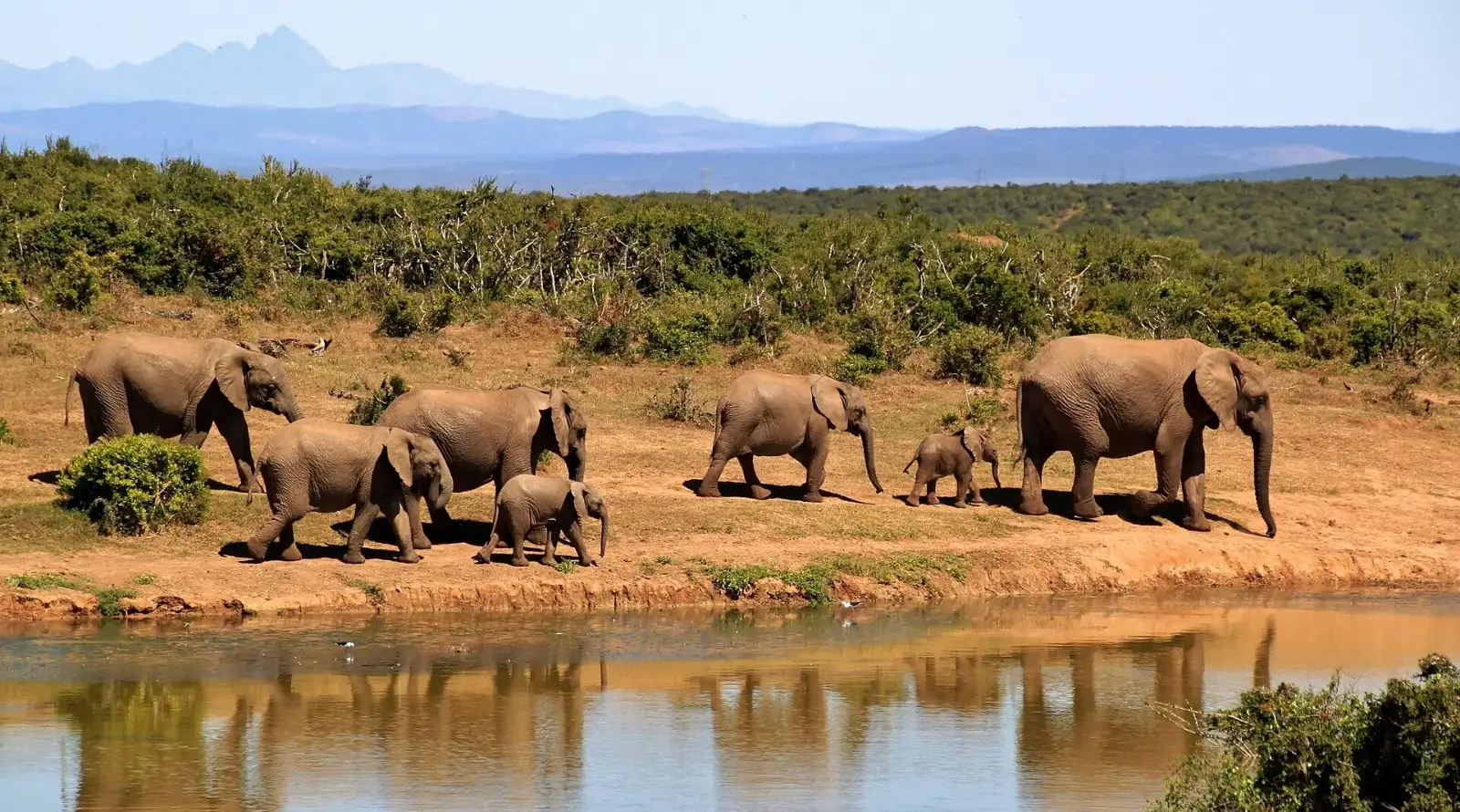 African elephants, the species protected in the Babile Elephant Sanctuary near Harar