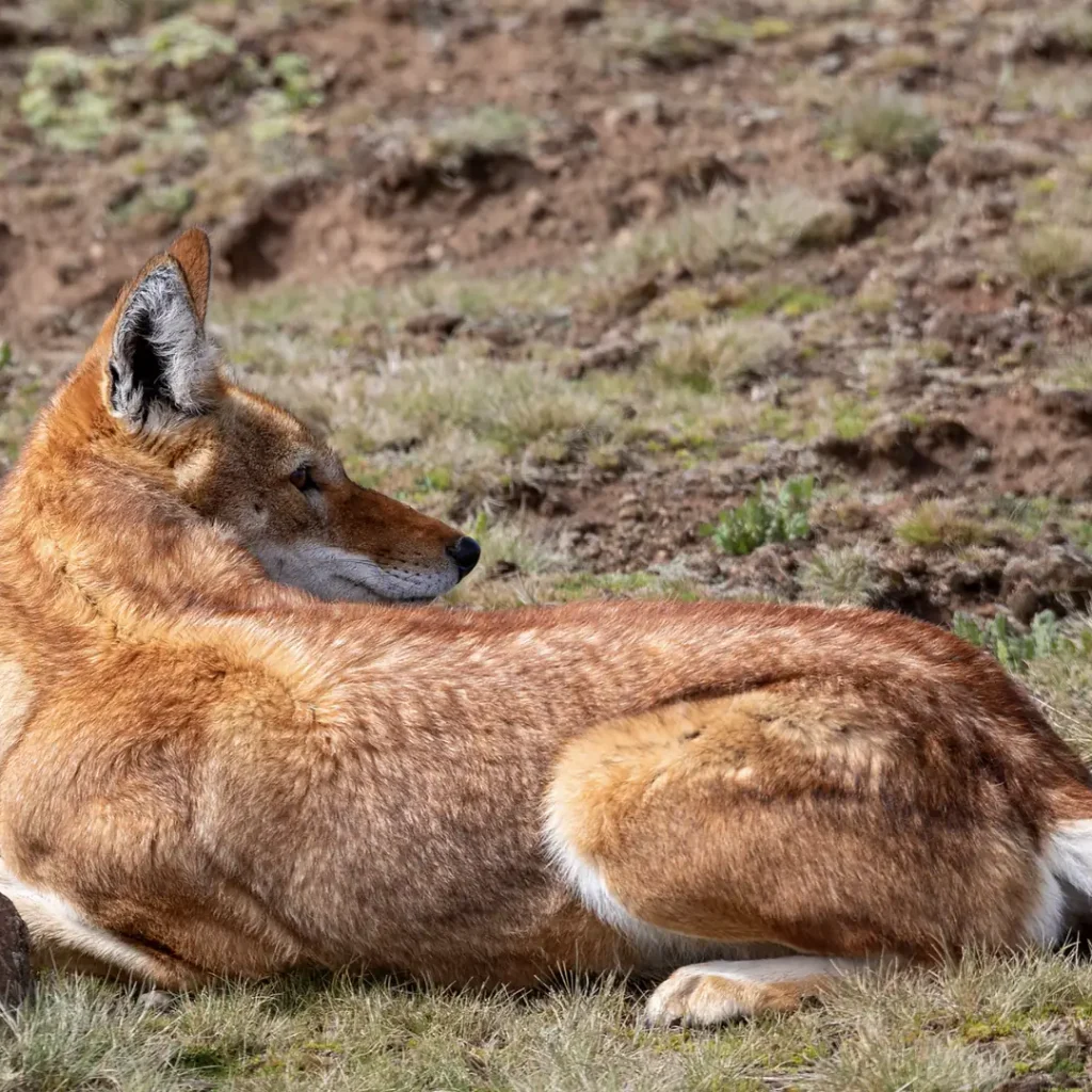 Endemic Ethiopian wolf resting in the Bale Mountains National Park, Ethiopia wildlife tours