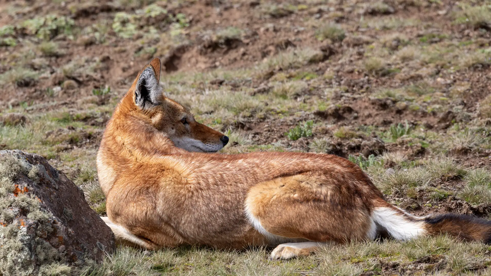 Endemic Ethiopian wolf resting in the Bale Mountains National Park, Ethiopia wildlife tours