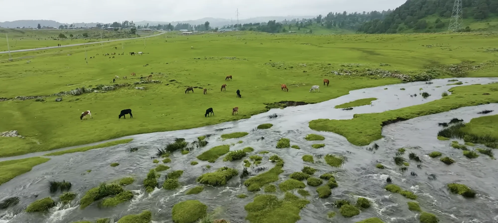 Horses grazing beside a stream in the Bale Mountains grasslands