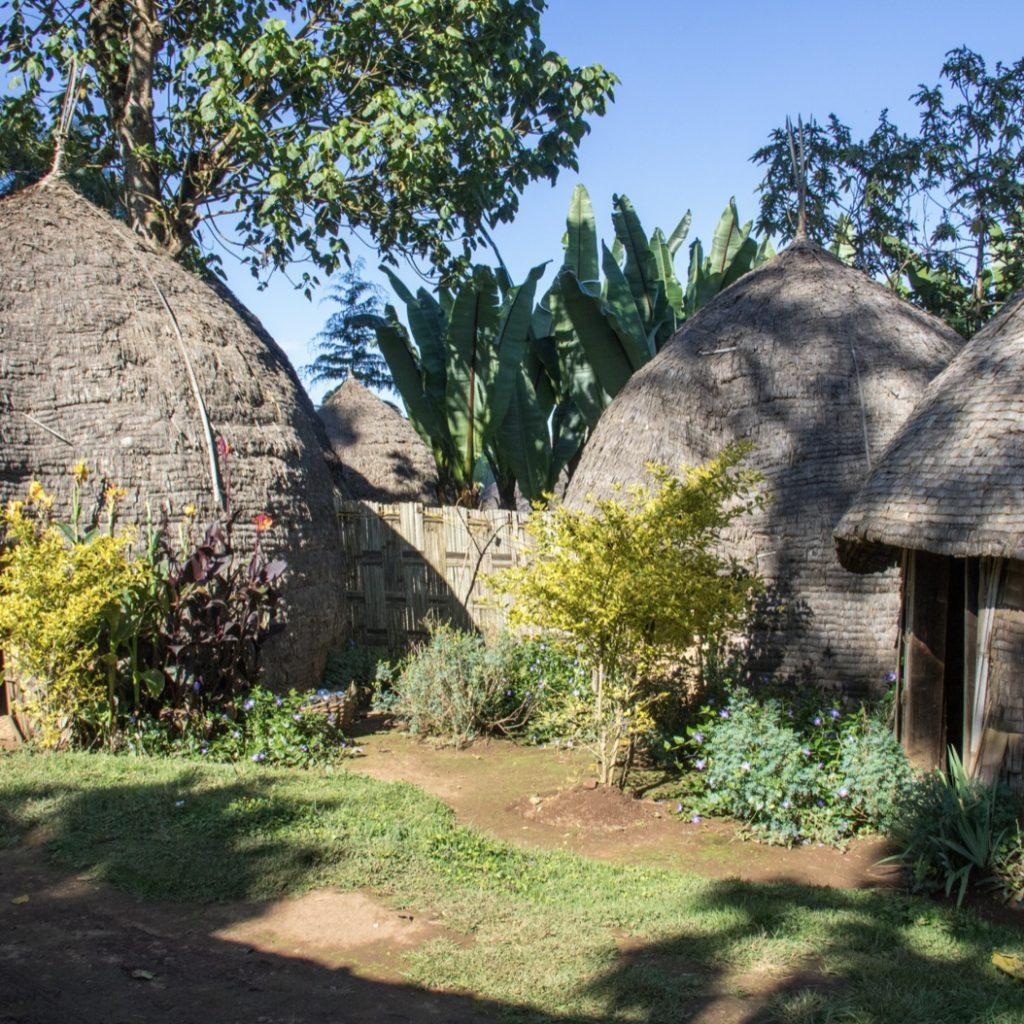 Several tall domed Dorze houses with pointed thatched roofs in a sunny garden of flowering shrubs, with enset plants and trees behind