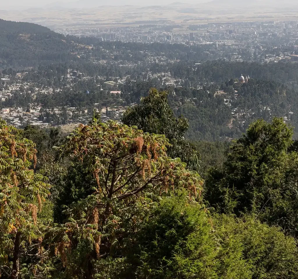 Eucalyptus forest on Mount Entoto with views over Addis Ababa