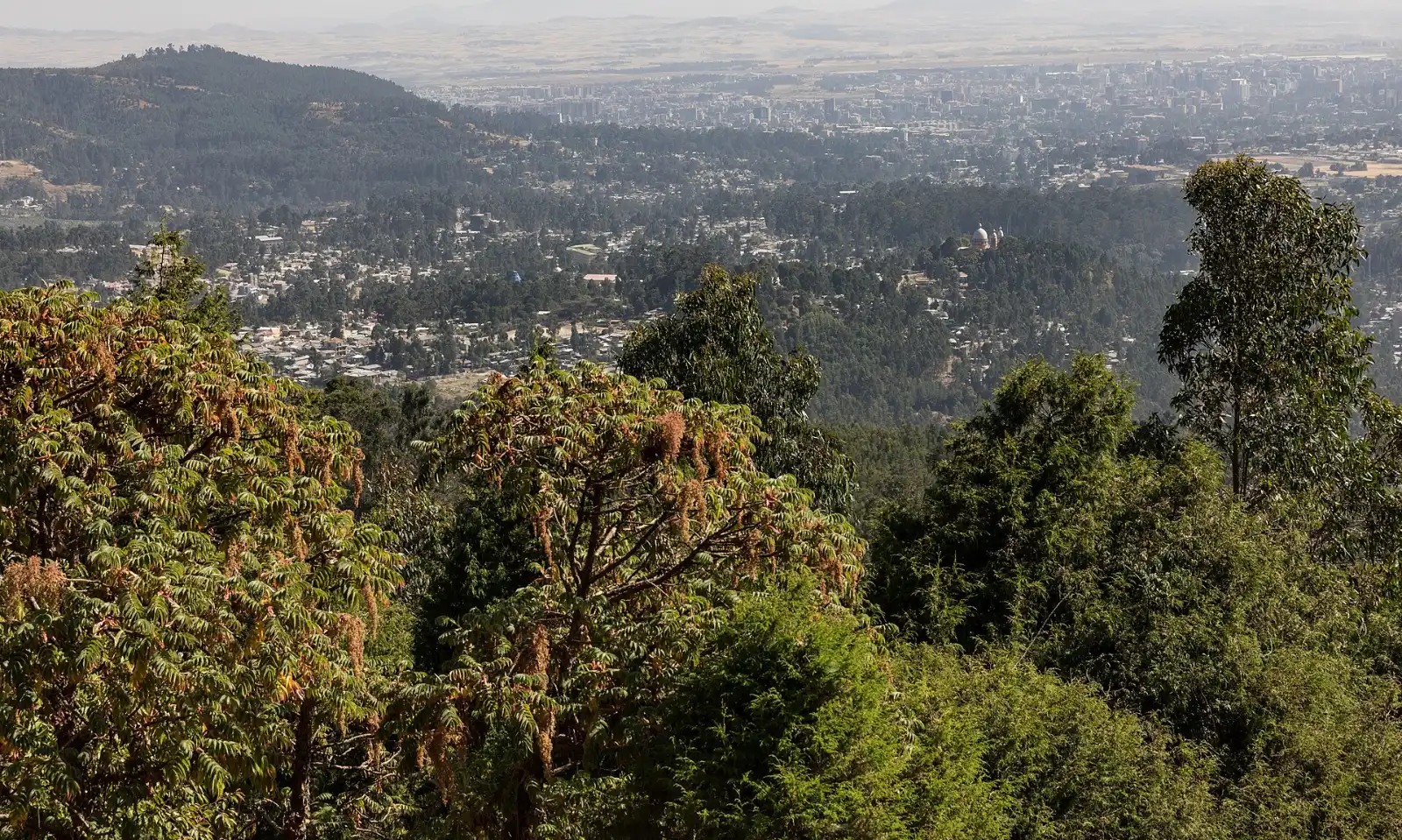Eucalyptus forest on Mount Entoto with views over Addis Ababa