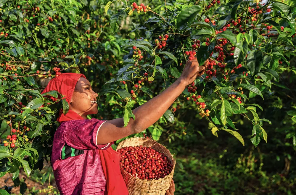 Ethiopian woman harvesting ripe red coffee cherries on a coffee farm