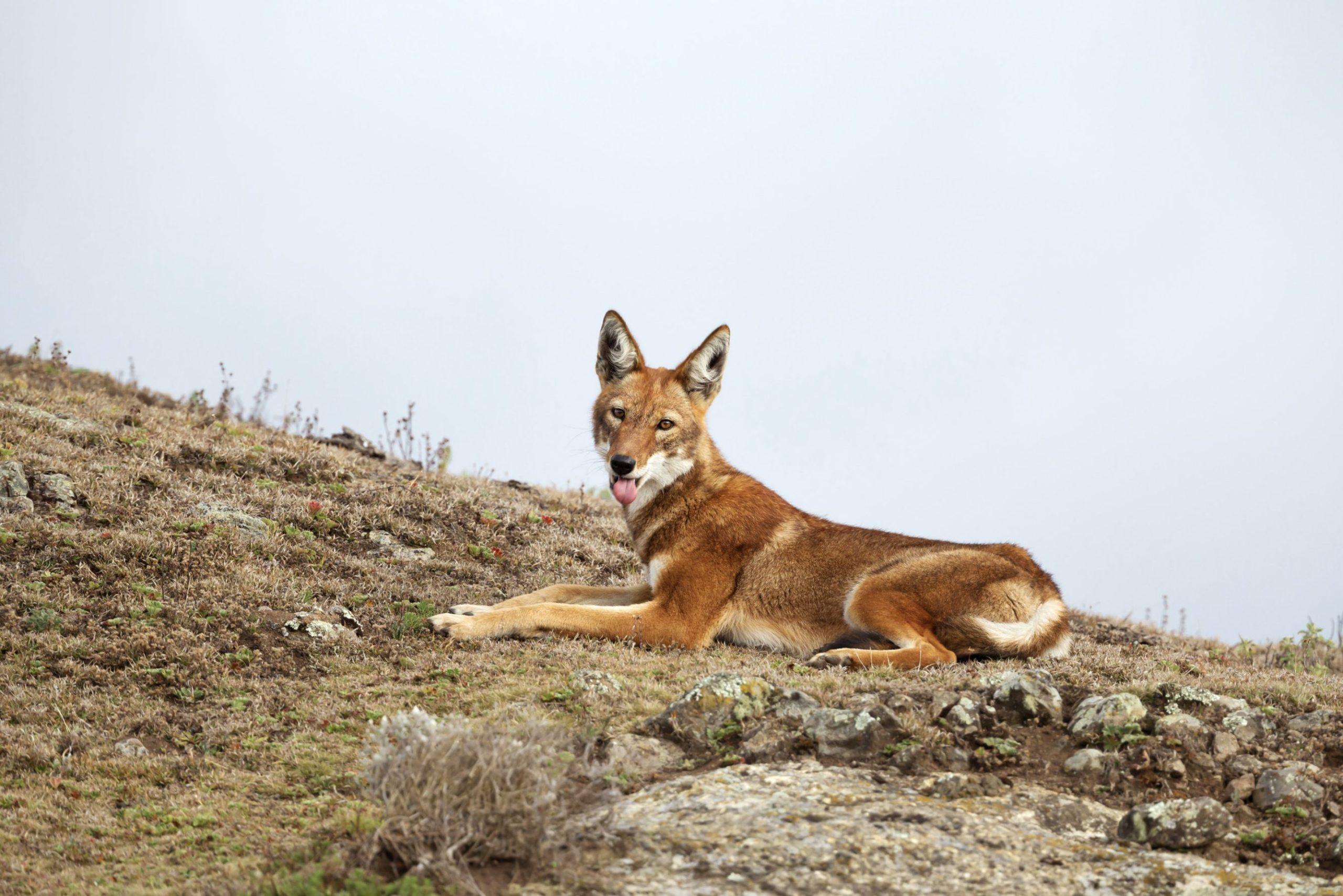 Ethiopian wolf resting on a grassy highland slope in Ethiopia