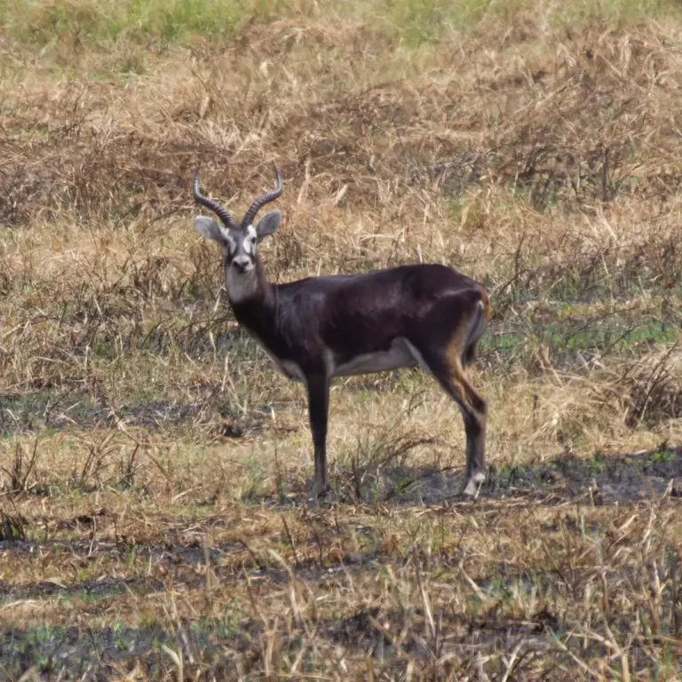 Gambela National Park — Ethiopia travel guide