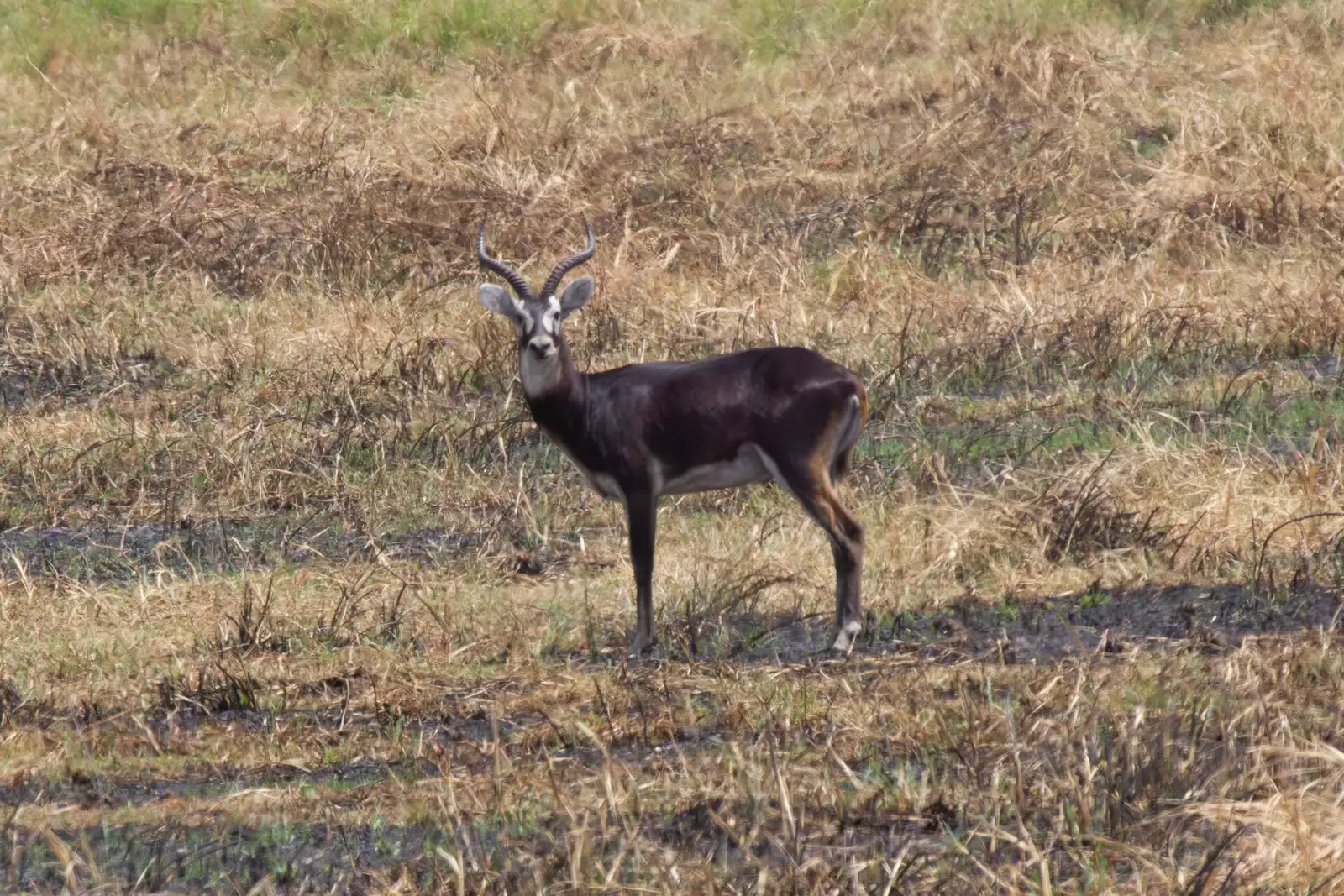 White-eared kob, the antelope of the great migration that reaches Gambela National Park