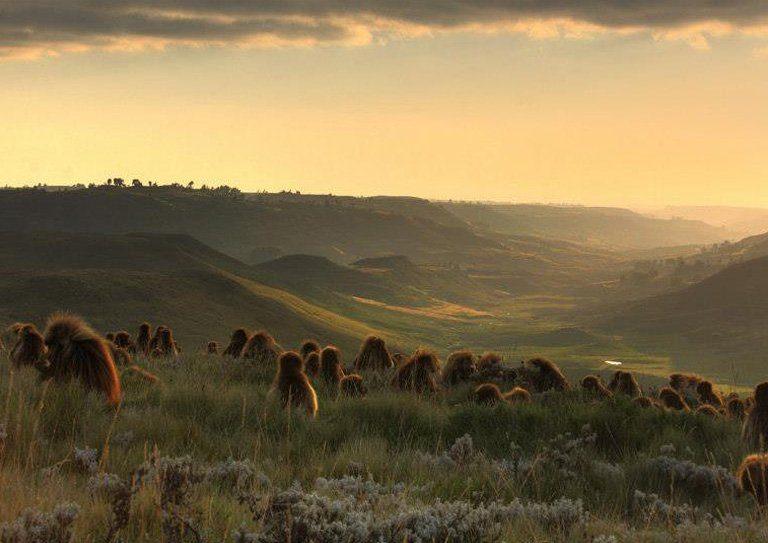 Guassa Community Conservation Area — Ethiopia travel guide
