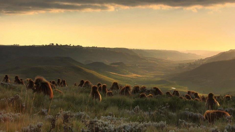 Gelada monkeys grazing at sunset in the Guassa highlands, Ethiopia